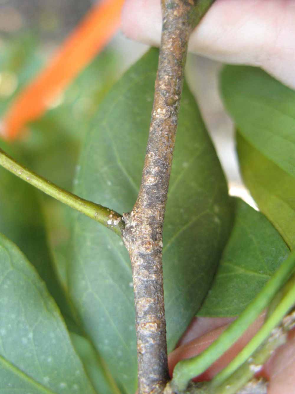              Second - third year twig (Nigerian Powder Flask, Winter Haven, FL)       